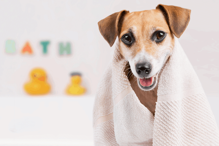 How to get the musty smell out of towels! Keep your towels smelling fresh with these easy tricks.