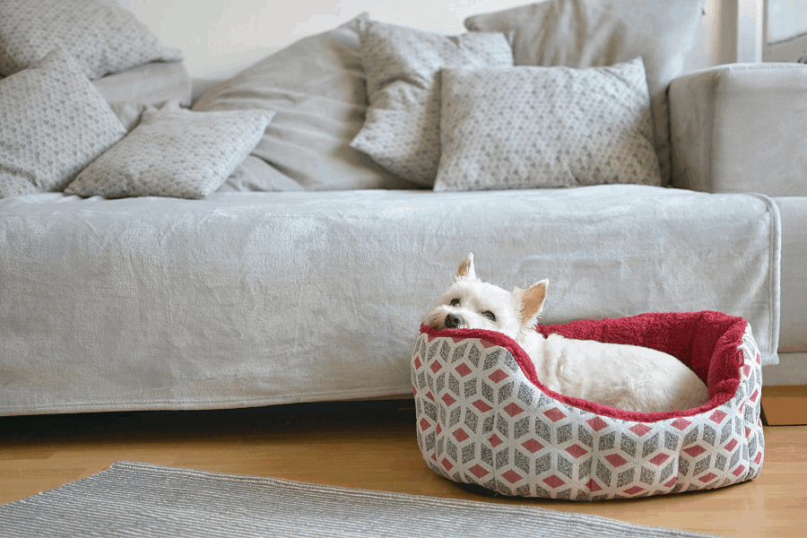 How to keep your house clean with cats and dogs! These are the best house cleaning tips for pet owners, so you can stay ahead of all that fur AND pesky pet odors.